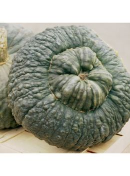 Zucca Marina di Chioggia | ‎ Bestprato by Hortus