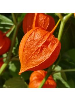 Semi di Lanterna Cinese (Physalis alkenkengii)