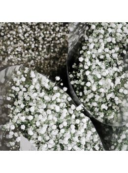 Semi di Velo da Sposa (Gypsophila paniculata)