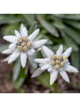 Semi di Stella Alpina Edelweiss (Leontopodium alpinum)