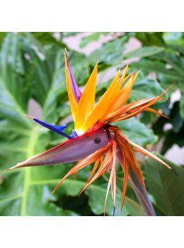 Strelitzia | ‎Bestprato by Hortus