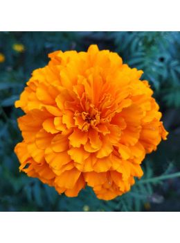 Semi di Tagete Nana Doppio Arancio (Tagetes patula-erecta)