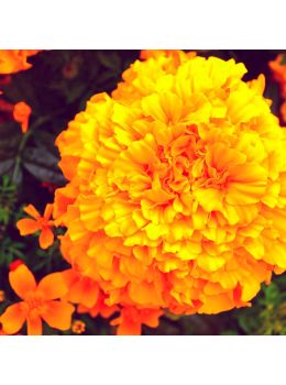 Semi di Tagete Alto (Tagetes erecta)