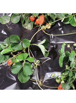 Telo Nero per Orto - 1,4 x 10 m | Tenax