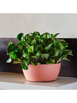 Vasi colorati da interno Vila Teraplast