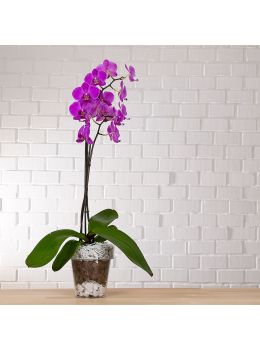Vaso per Orchidee Trasparente