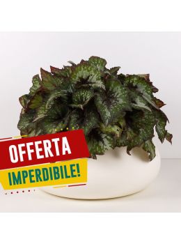 Lullaby Conca Oltrevaso