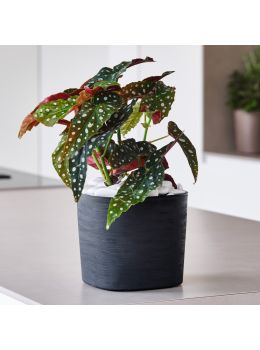 Vaso in plastica riciclata Capri Teraplast