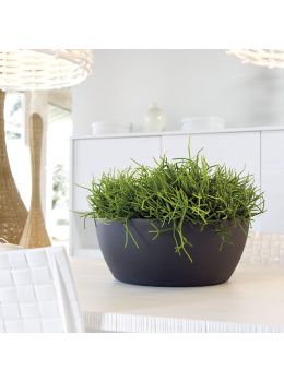 Vaso Thetis | Nicoli