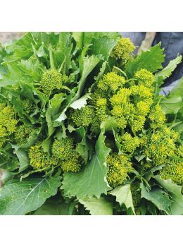 Cima di Rapa Centoventina | ‎ Bestprato by Hortus