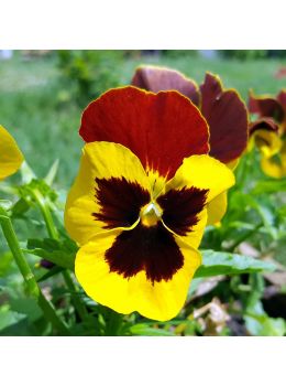 Viola del Pensiero Giallo-Rosso | Bestprato by Hortus