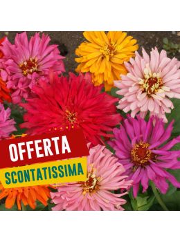 Semi di Zinnia Gigante a Fior di Cactus (Zinnia elegans)