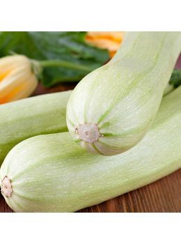 Zucchino Bianco di Sicilia | ‎ Bestprato by Hortus