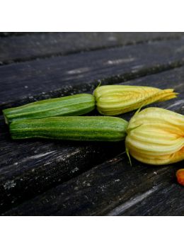 Zucchino Lungo Fiorentino | ‎ Bestprato by Hortus
