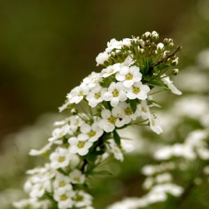 Semi di Alisso Nano (Alyssum maritimum)