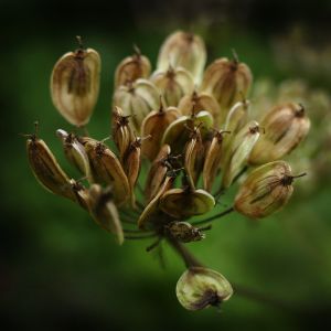 Anice | ‎ Bestprato by Hortus