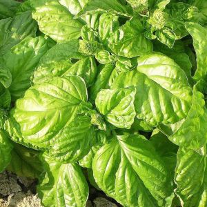 Basilico Foglia di Lattuga | ‎ Bestprato by Hortus