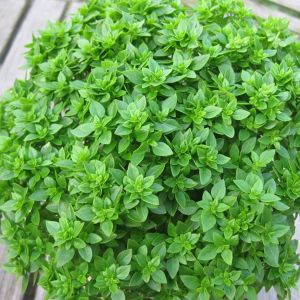 Basilico Foglia Fine Verde | ‎ Bestprato by Hortus