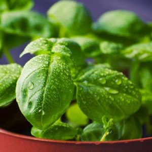 Basilico Italiano Biologico | ‎ Bestprato by Hortus