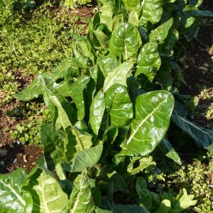 Bietola da Coste Bionda a Costa Argentata 2 | ‎ Bestprato by Hortus