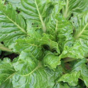 Bietola da Coste Liscia Verde da Taglio | ‎ Bestprato by Hortus