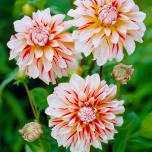 Bulbi di Dalia Caribbean Fantasy