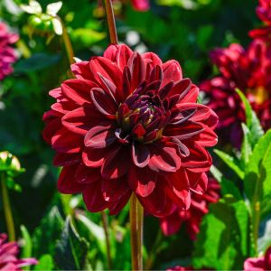 Bulbi di Dalia Arabian Night