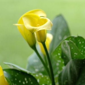 Bulbi di Calla Black Magic