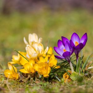 Bulbi di Crocus Grandiflora in Mix