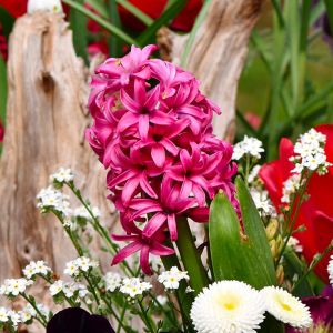 Bulbi di Giacinto Jan Bos