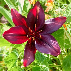 Bulbi di Giglio Nero