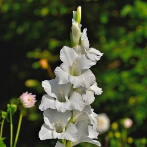 Bulbi di Gladioli Bangladesh