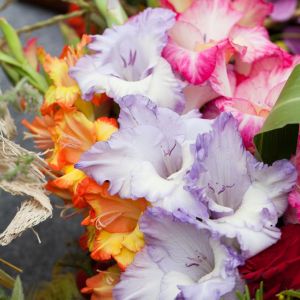 Bulbi di Gladioli Ruffled Mix