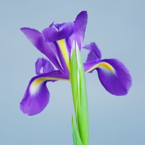 Bulbi di Iris Hollandica