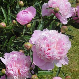 Bulbi di Peonia Sarah Bernhardt