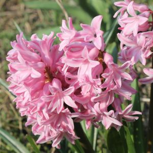 Bulbi di Giacinto Fondant