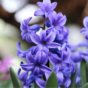 Bulbi di Giacinto Delft Blue