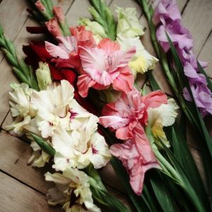 Bulbi di Gladioli Pastel Mix