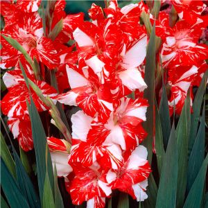 Bulbi di Gladioli Zizanie