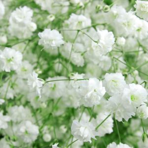 Bulbi di Gypsophila Paniculata Bianca