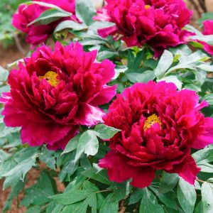 Bulbi di Peonia Karl Rosenfeld