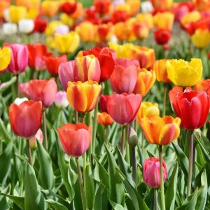 Bulbi di Tulipano Trionfo in Mix