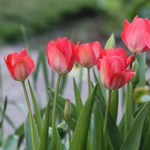 Bulbi di Tulipano Van Eijk