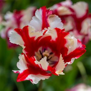 Bulbi di Tulipano Pappagallo in Mix