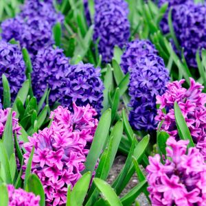 Bulbi di Giacinto in Mix