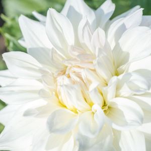 Bulbi di Dalia Fleurel