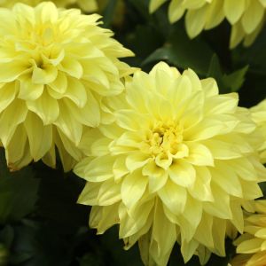 Bulbi di Dalia Kelvin Floodlight