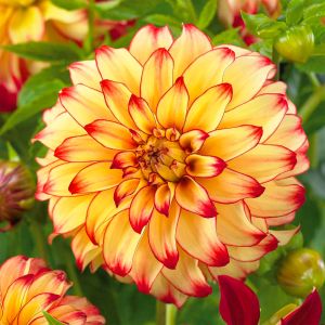 Bulbi di Dalia Lady Darlene