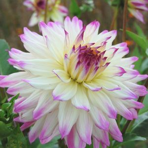 Bulbi di Dalia Ferncliff Illusion