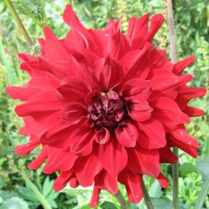 Bulbi di Dalia Garden Wonder